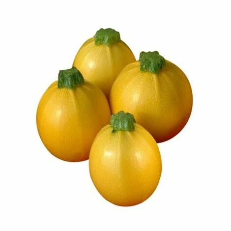 FABRE GRAINES COURGETTE FLORIDOR F1 1 FABRE GRAINES COURGETTE FLORIDOR F1
