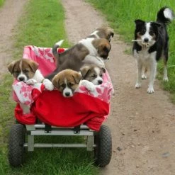 JARDIBRICODECO Roue De Brouette 3.00-4 Set De 2 -chariot de jardin Soldes 2024 55316155 5